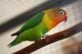 Casal de Agapornis Fischeri Verde X Oliva